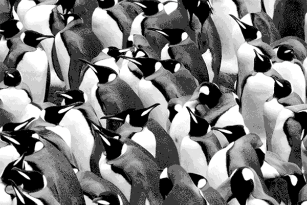 Whitespacepw: Stand Out with Good Design blog post cover with a red and purple gradient background and Whitespacepw logo, and a background of a crowd of similar looking penguins